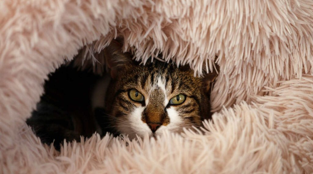 Chatterie de la belle intrigue